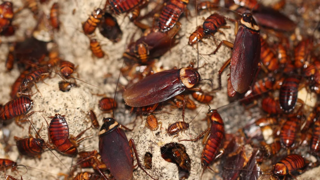 A close-up of a cluster of brown cockroaches on a textured surface, showcasing their distinctive segmented bodies and long antennae.
