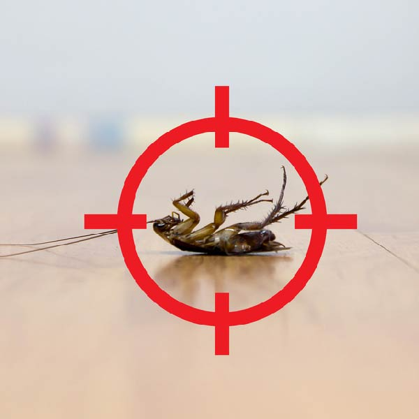 A dead frog lies on a wooden surface, framed by a red target symbol, emphasizing a focus on the lifeless creature, related to Terms and Conditions.