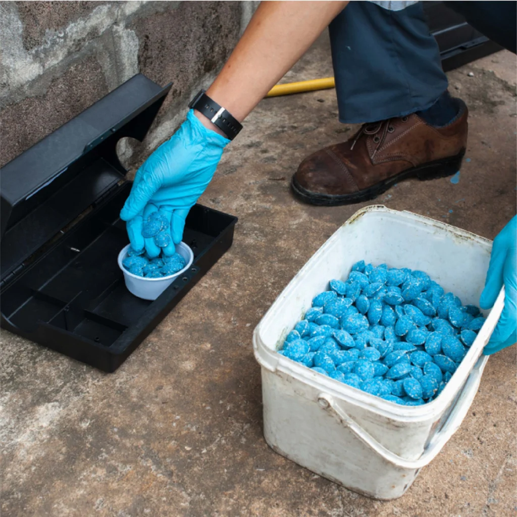 A person with blue gloves places blue bait in a small container next to a larger one on a concrete surface, illustrating effective Rat Killer application.