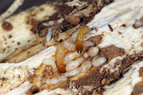 Close-up of wood with various white larvae and small brown grubs, showcasing signs of decay and insect activity within the wood fibers.