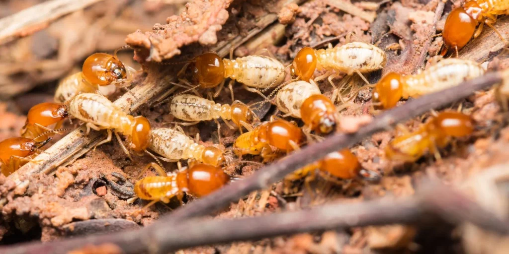 A close-up of a swarm of termites on soil and twigs, showcasing their segmented bodies and contrasting colors of yellow and brown, highlighting deemak control. deemak control in lahore
