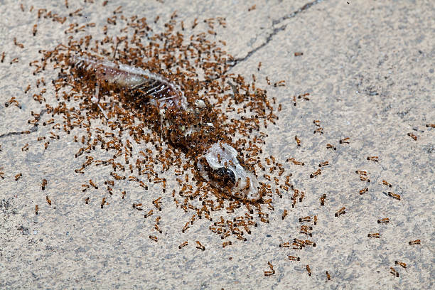 A large number of ants swarm over a dead insect lying on a gray surface, showcasing nature's scavenging behavior.