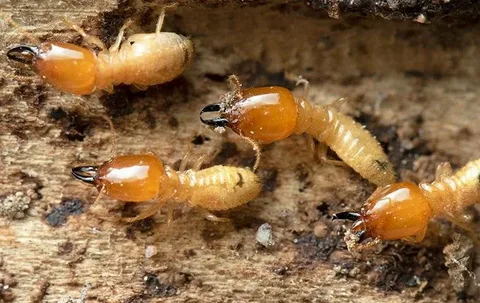 Close-up of four worker termites on wood, showing their creamy bodies and dark heads — a clear sign of wood-destroying pests requiring termite control Lahore.