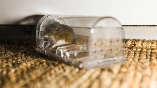 A captured mouse inside a transparent humane trap, sitting on a textured carpet near a wall, demonstrating successful Rodent Control Service and effective Rat Killer solutions.