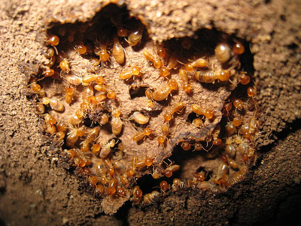 A close-up view of a termite pest control scene showing numerous small, orange-brown termites working together inside a damaged wooden structure.