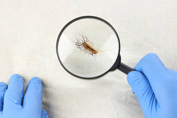 A person wearing blue gloves examines a brown centipede through a magnifying glass on a light fabric surface.