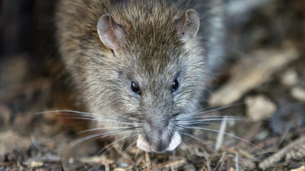 rat – rodent infestation risk in Lahore homes and offices. Show need to rodent control in lahore.