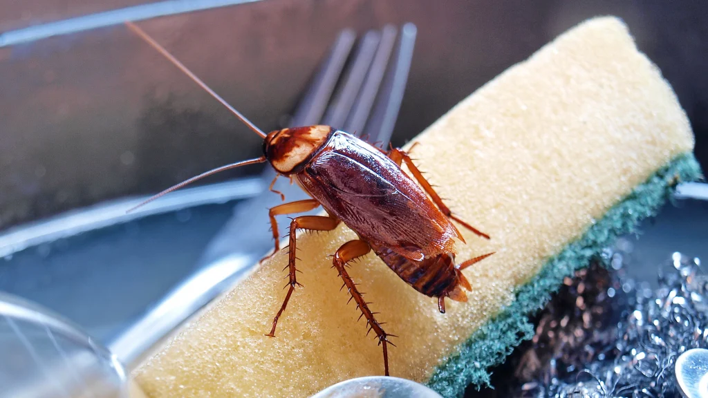 Close-up of a brown cockroach perched on a kitchen sponge near dishes and a fork, illustrating the need for effective cockroach treatment at home.