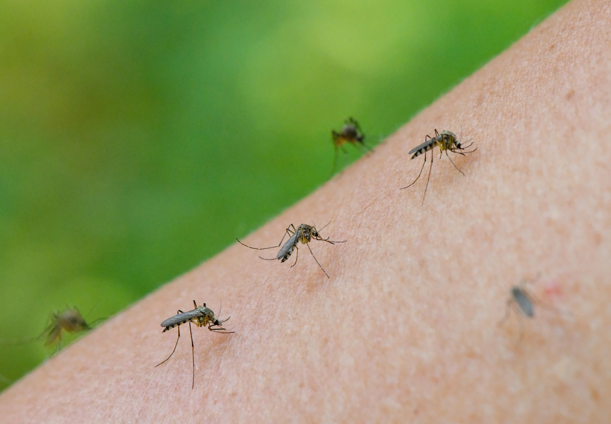 Close-up of several mosquitoes biting a light-colored arm, with a blurred green background — a clear reminder of why Rainy Season Pest solutions are essential.