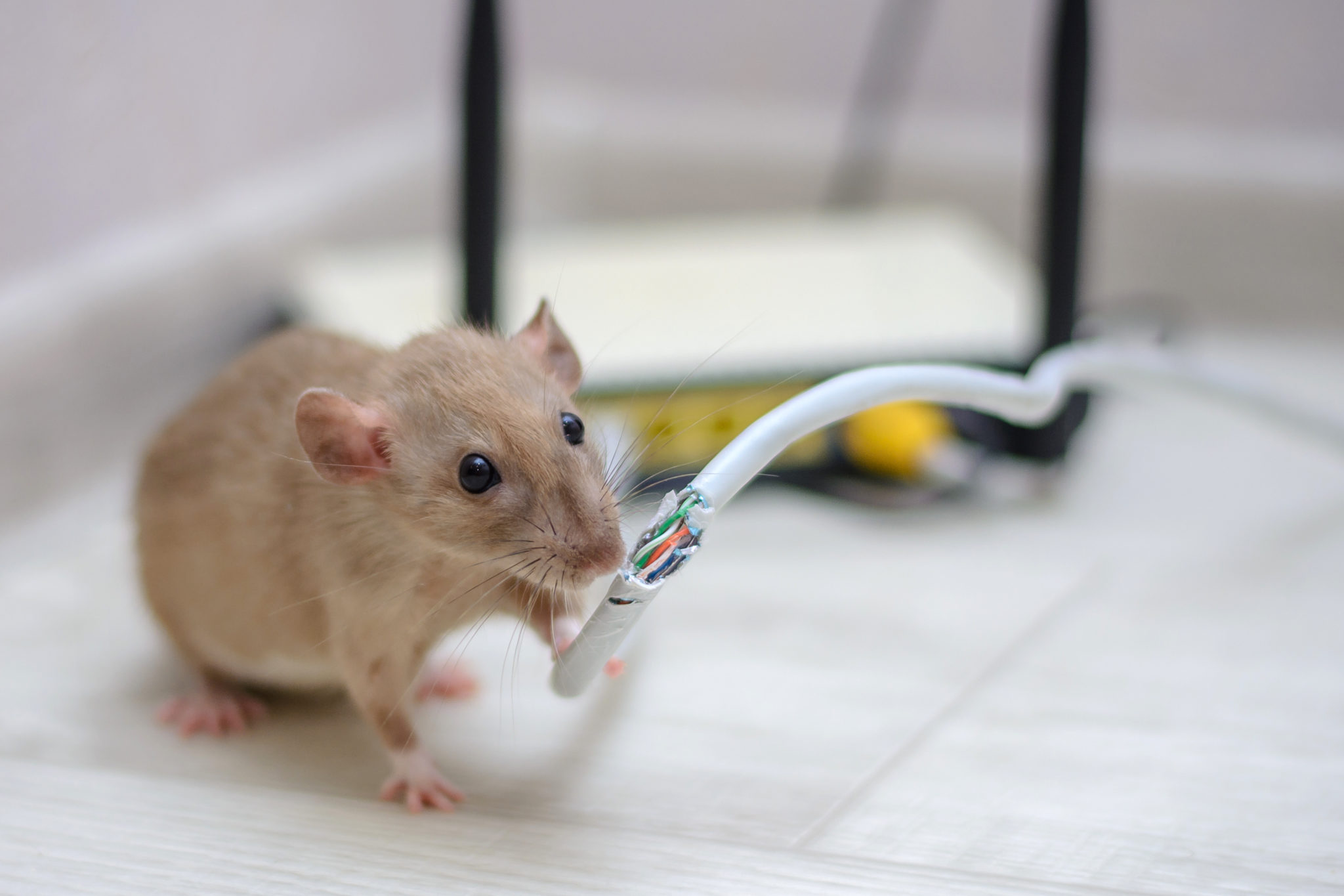 Light brown rat chewing on damaged cable near router – rodent infestation risk in Lahore homes and offices