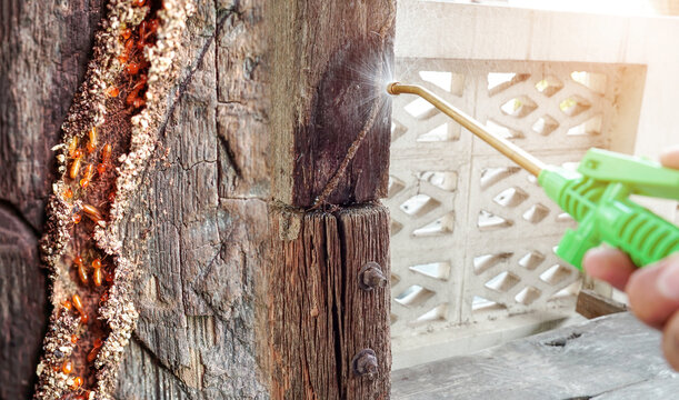 A hand sprays insecticide onto tree bark showing visible termite damage, highlighting the affected area on the left and the bright green spray nozzle on the right. This is part of our pest control in Islamabad services.