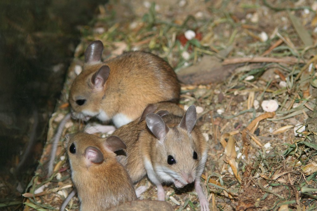 Three small mice on hay and dirt in Sialkot, a common pest scenario requiring pest control in sialkot.