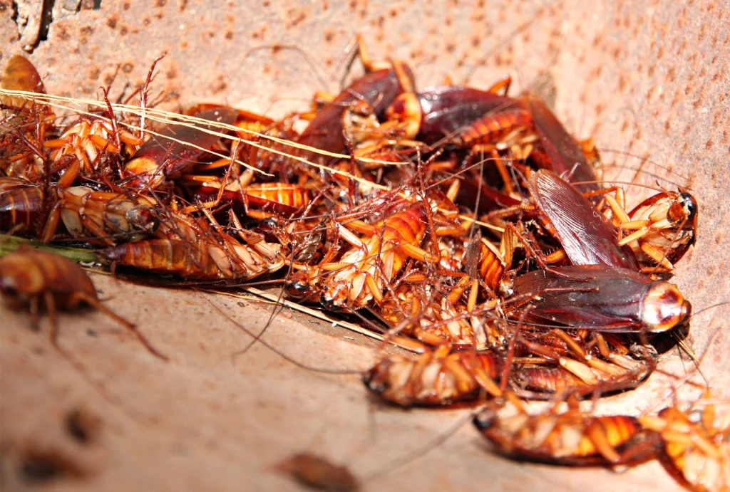 Close-up of numerous brown cockroaches clustered on a surface, illuminated by warm light, highlighting the need for Pest Control in Sialkot to address infestation and discomfort.