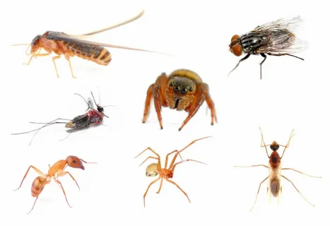 A collection of seven insects on a white background, featuring a mosquito, fly, beetle, ant, and a spider, with detailed close-up views of pest control in Islamabad.