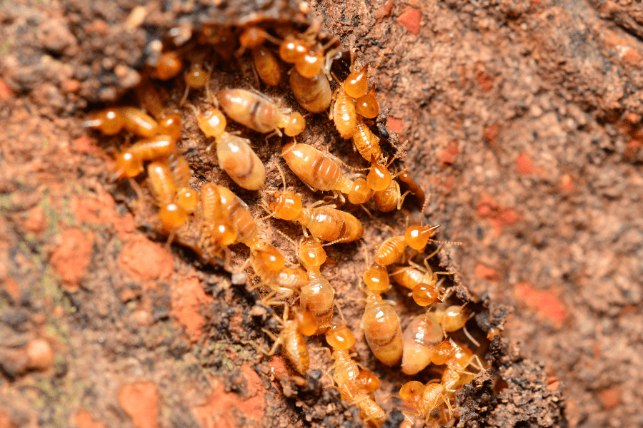 Close-up of a group of orange termites clustered on a reddish-brown surface, showcasing their small size and segmented bodies in fine detail.
