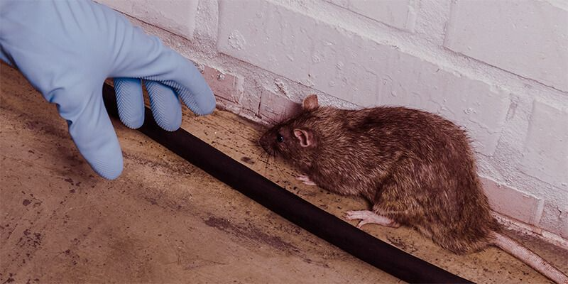 Pest Control in Okara