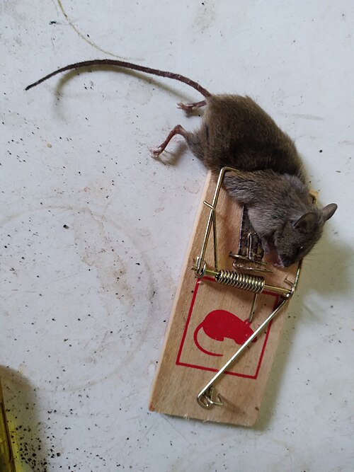 Pest Control in Okara