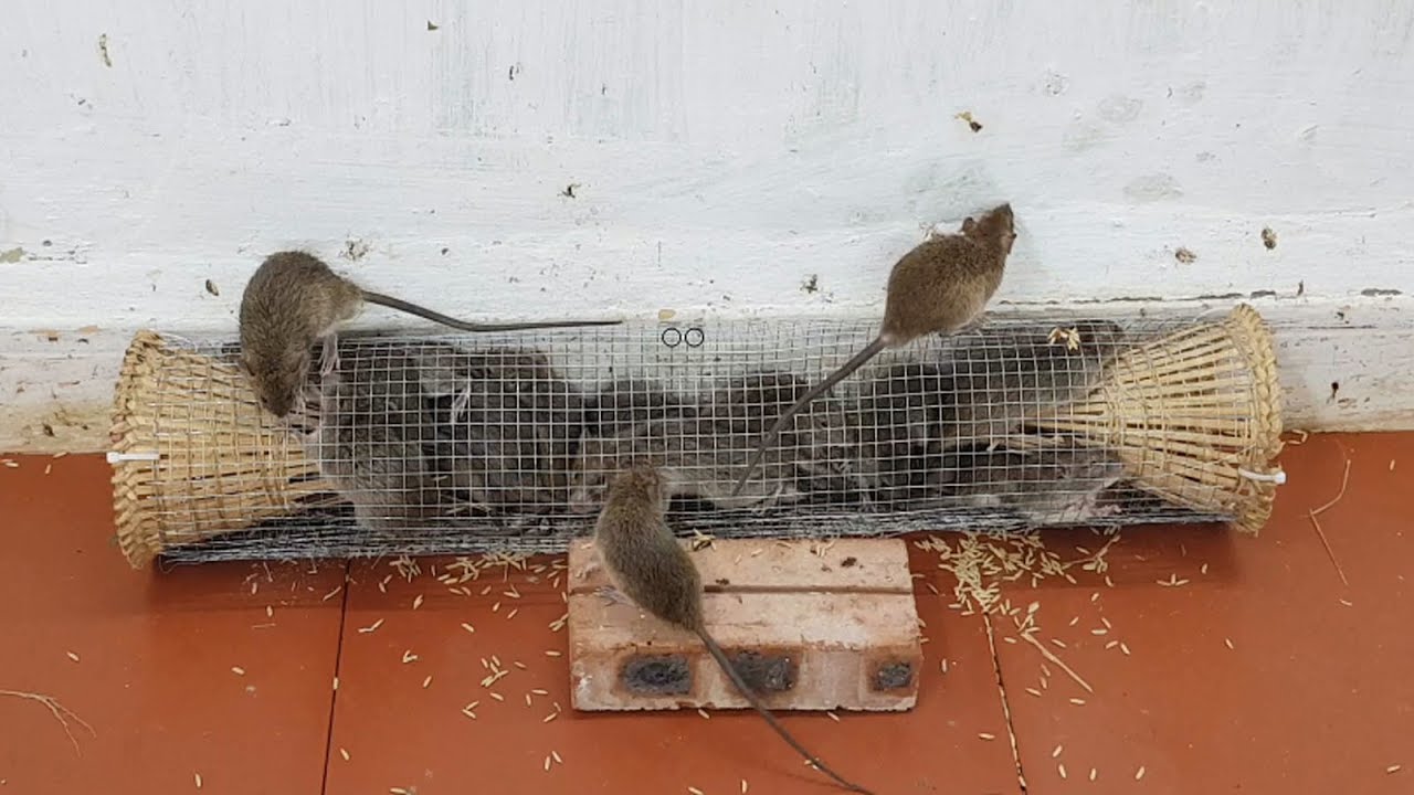 Pest Control in Sahiwal