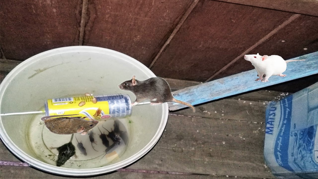 Pest Control in Bahawalpur