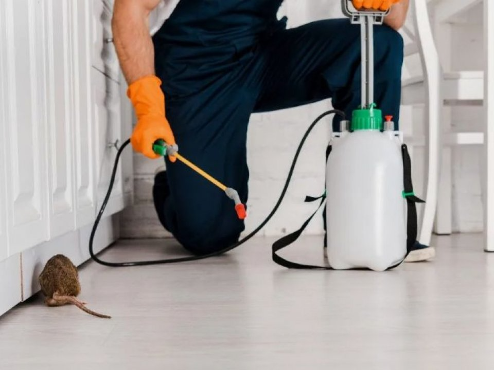 Pest Control in Bahawalpur