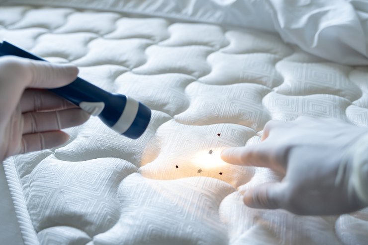 Bed Bugs Control Services Or Bed Bug Spray
