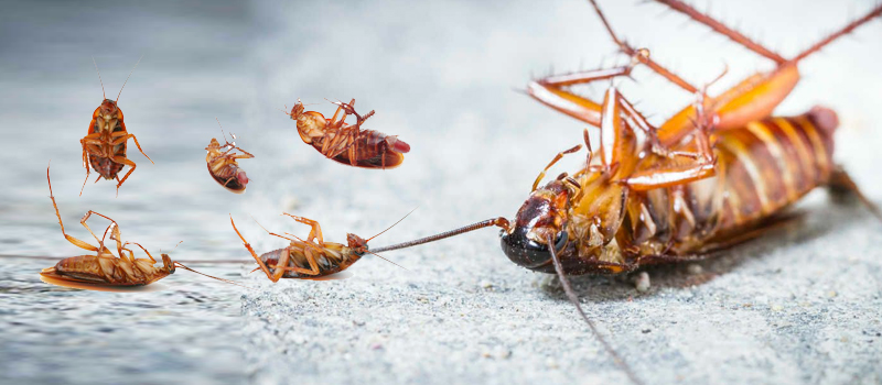 Large cockroach on its back with bed bugs on gray surface, highlighting need for pest control in Rawalpindi.