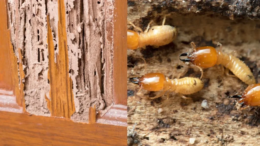 The image shows termite-infested wood on the left, with visible damage and hollow tunnels. On the right, several termites crawl on a wooden surface. Best anti termite solution. deemak control in lahore.