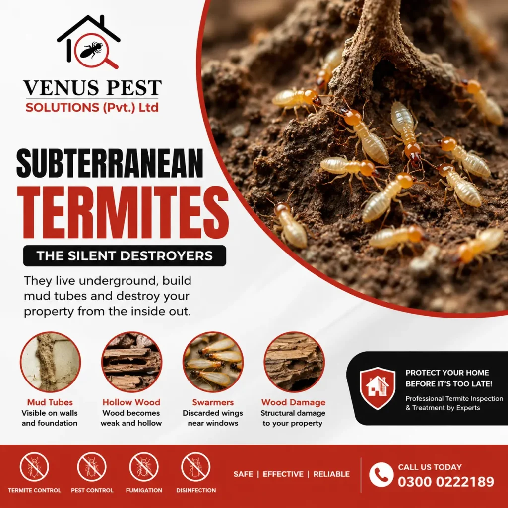 Subterranean termites damaging wood with professional termite control by Venus Pest Solutions.