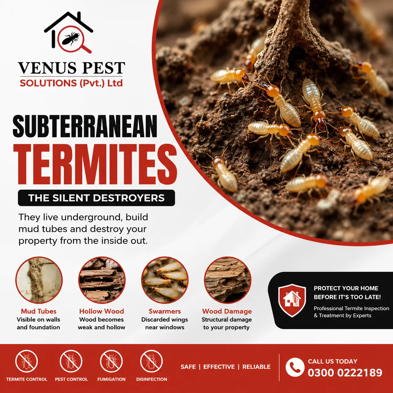 Subterranean termites damaging wood with professional termite control by Venus Pest Solutions.